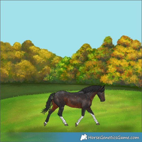 Horse Color:Brown Tobiano Rabicano 