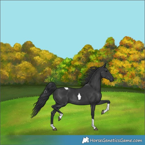 Horse Color:Black Tobiano Rabicano