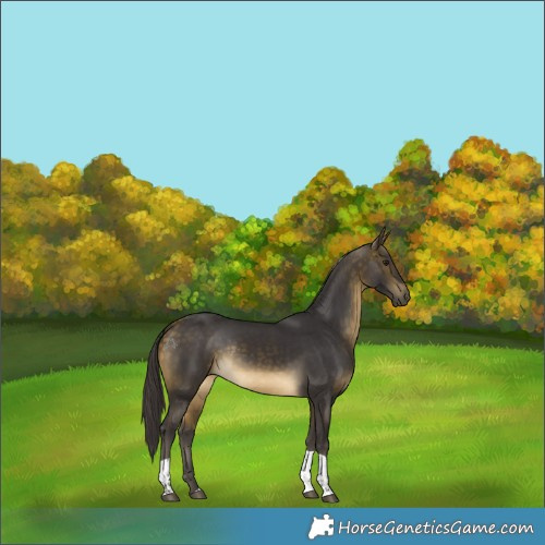 Horse Color:Buckskin Tobiano Rabicano