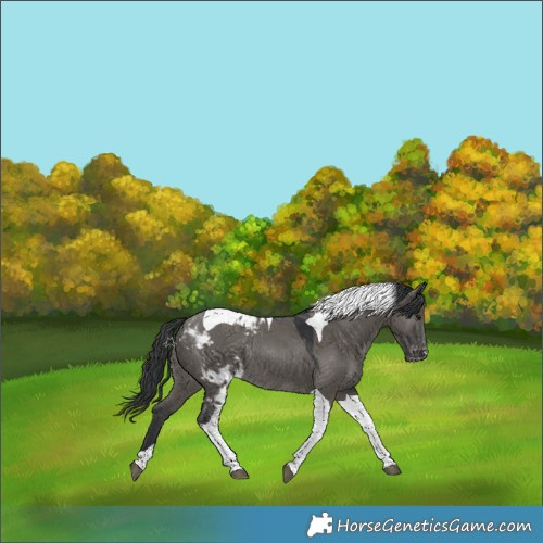 Horse Color:Grullo Tobiano Skewed Appaloosa Rabicano 