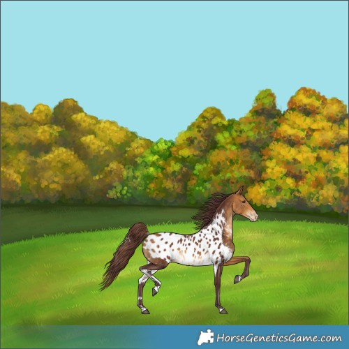 Horse Color:Chocolate Buckskin Skewed Appaloosa Rabicano 