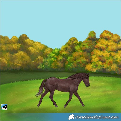 Horse Color:Chocolate Brown Mushroom Rabicano