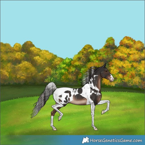 Horse Color:Liver Chestnut Tobiano Skewed LP Spotted Rabicano 