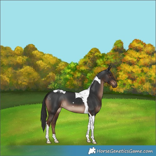 Horse Color:Liver Chestnut Tobiano