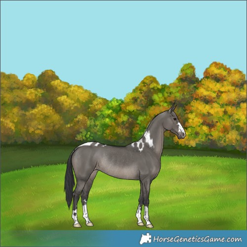 Horse Color:Grullo Skewed Appaloosa Rabicano