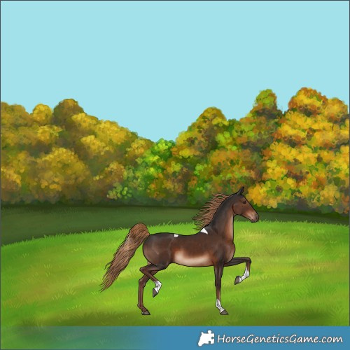 Horse Color:Liver Chestnut Tobiano Rabicano