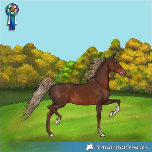 Horse Color:Liver Chestnut Tobiano Skewed Appaloosa 