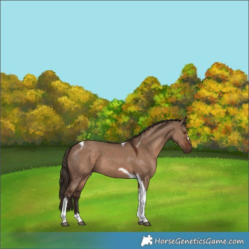 Horse Color:Liver Red Dun Tobiano