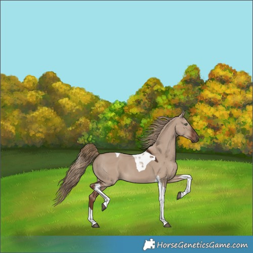 Horse Color:Liver Red Dun Tobiano 
