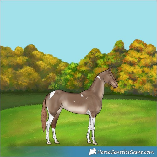 Horse Color:Liver Red Dun Tobiano Varnish