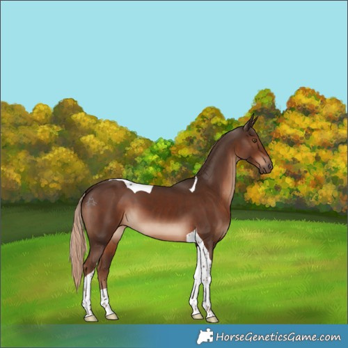 Horse Color:Liver Chestnut Tobiano 