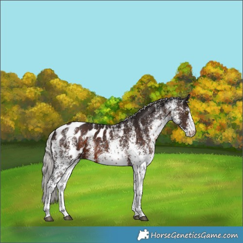 Horse Color:White Spotted Silver Brown Blanket