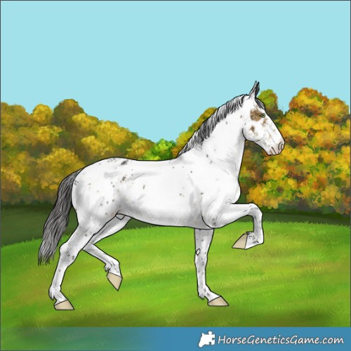 Horse Color:White Spotted Buckskin Appaloosa 