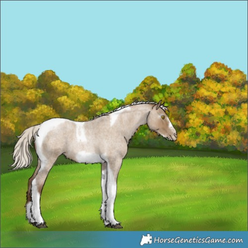 Horse Color:Gray Silver Grullo Roan Pearl Tobiano Frame 