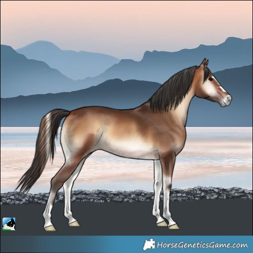 Horse Color:Bay Onyx