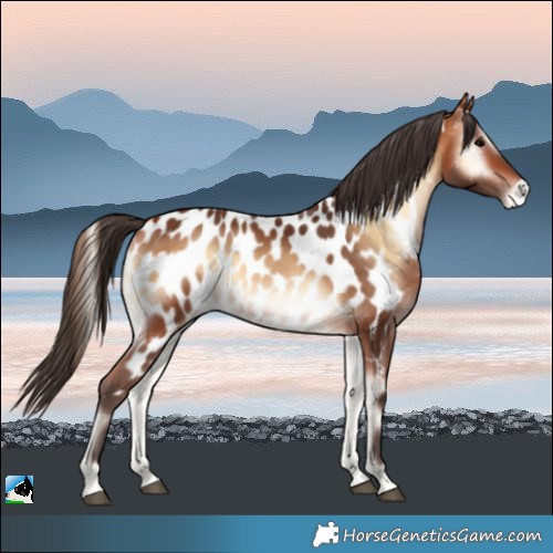 Horse Color:Bay Onyx Appaloosa 