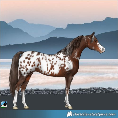 Horse Color:Powder White Liver Chestnut Appaloosa Rabicano 