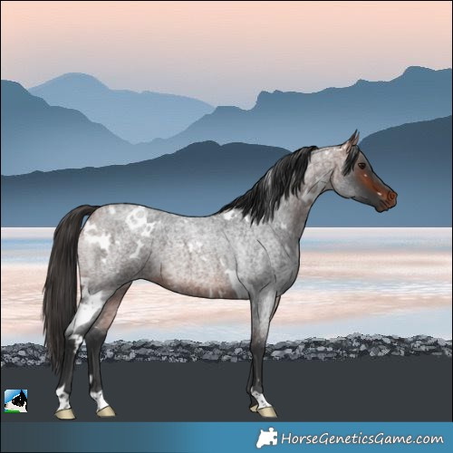 Horse Color:White Spotted Bay Roan