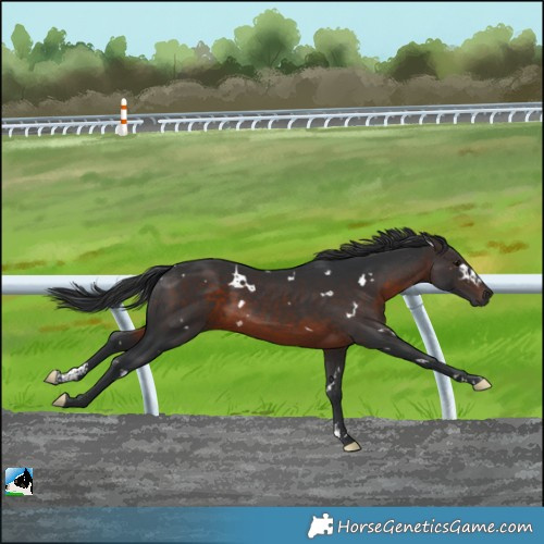 Horse Color:White Spotted Brown Sabino