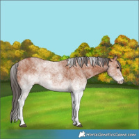 Horse Color:White Spotted Bay