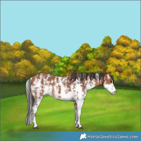 Horse Color:Bay Sabino Rabicano