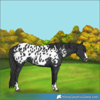 Horse Color:Black Near Leopard