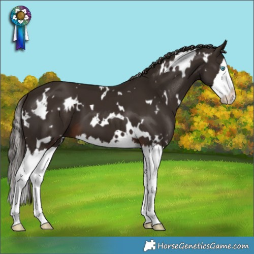 Horse Color:White Spotted Liver Chestnut Splash 