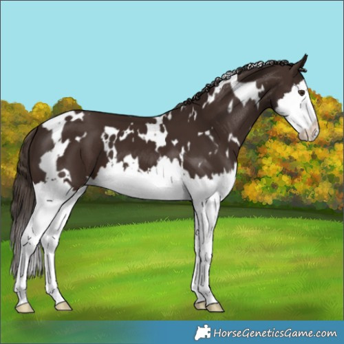 Horse Color:White Spotted Liver Chestnut Splash 