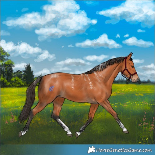 Horse Color:Powder White Bay 