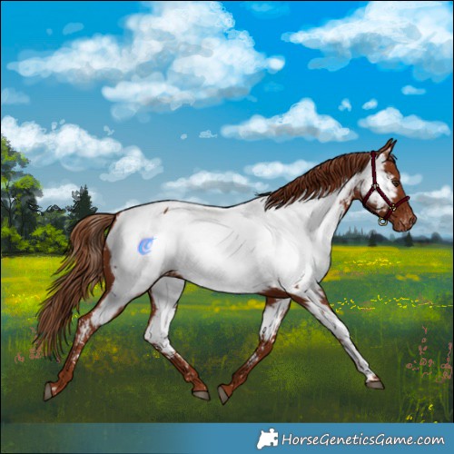Horse Color:Chestnut Appaloosa