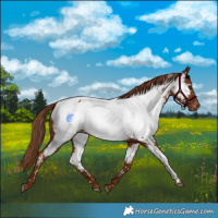 Horse Color:Chestnut Near Fewspot 