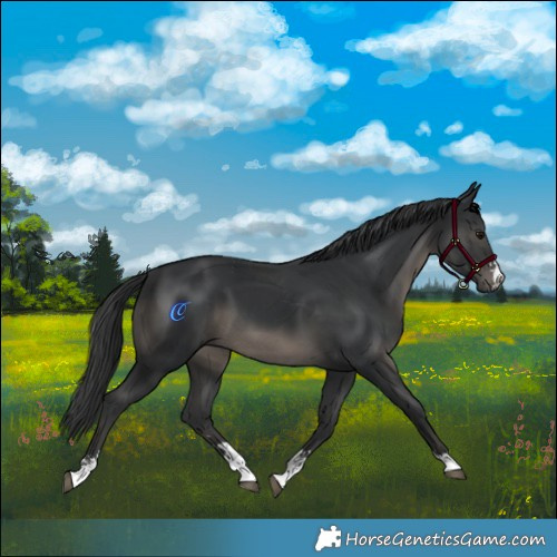 Horse Color:Black and Black