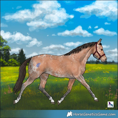 Horse Color:Bay Ice