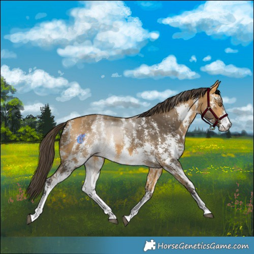 Horse Color:Buckskin Sabino 