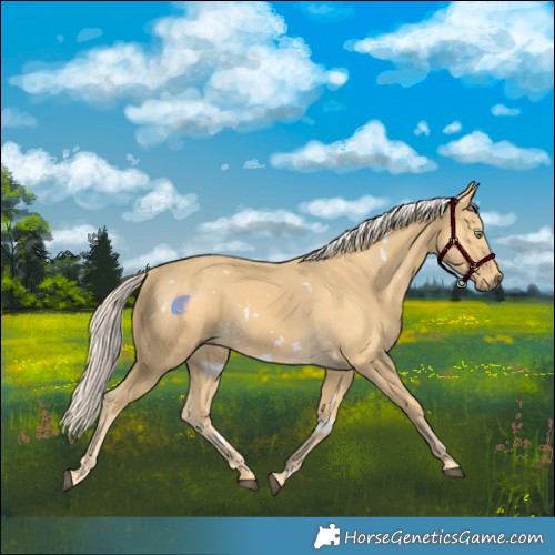 Horse Color:White Spotted Palomino 