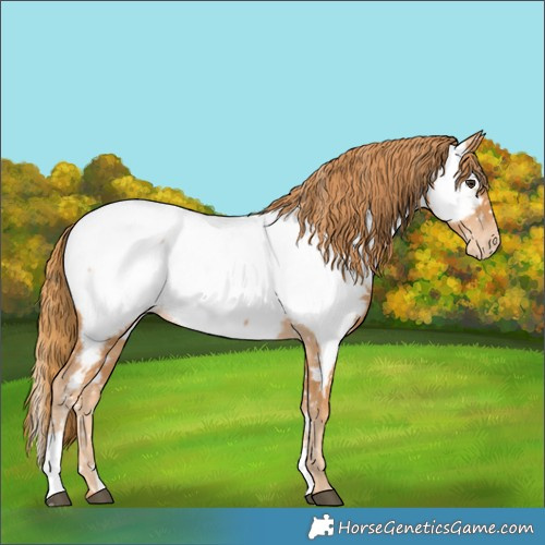 Horse Color:Chestnut Appaloosa