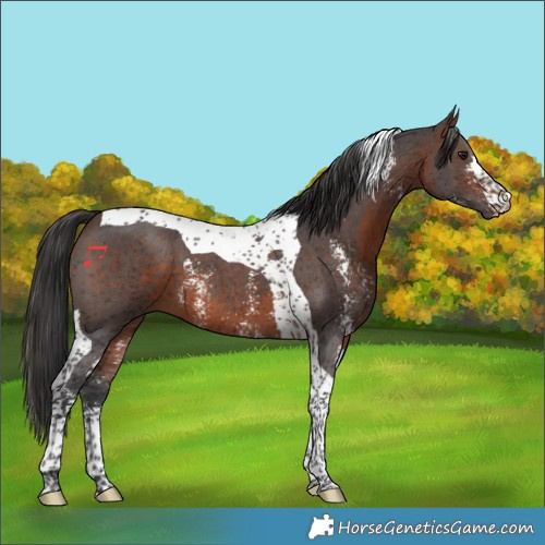 Horse Color:Brown Sabino Tobiano 