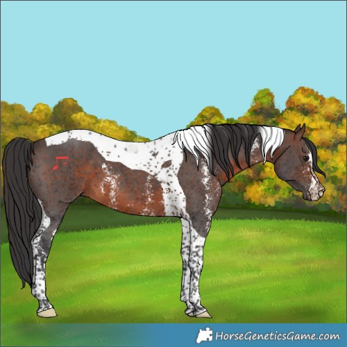 Horse Color:Brown Sabino Tobiano