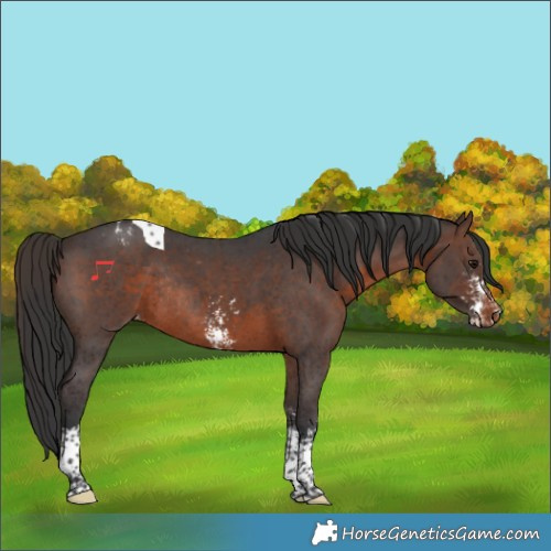 Horse Color:Brown Sabino Tobiano Appaloosa Rabicano