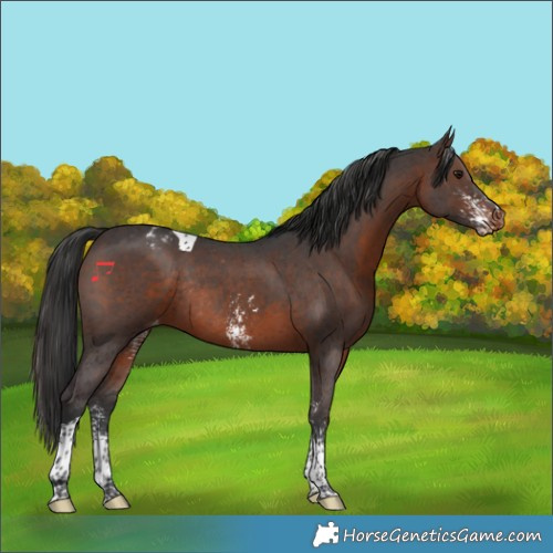 Horse Color:Brown Sabino Tobiano Appaloosa Rabicano 