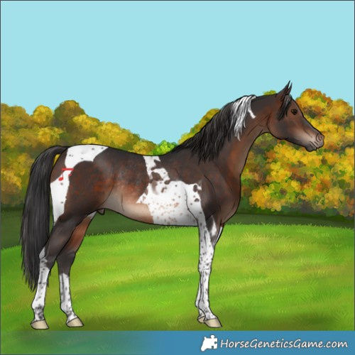 Horse Color:Brown Tobiano Rabicano 