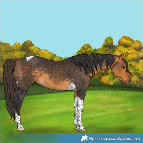 Horse Color:Buckskin Tobiano