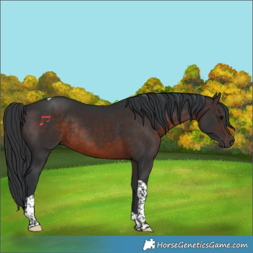 Horse Color:Brown Tobiano Rabicano 