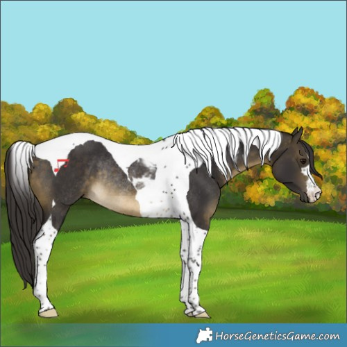 Horse Color:Buckskin Tobiano Rabicano