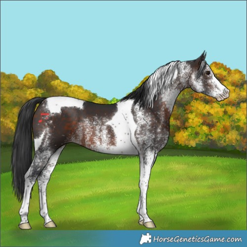 Horse Color:White Spotted Brown Tobiano 