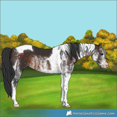 Horse Color:White Spotted Brown Tobiano