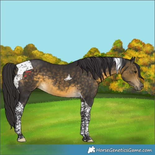 Horse Color:Buckskin Tobiano