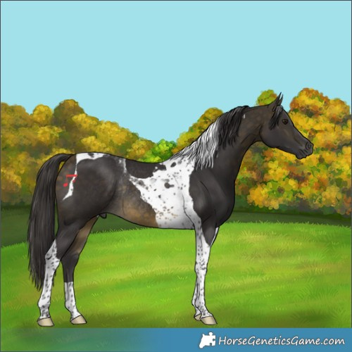 Horse Color:Buckskin Tobiano Rabicano
