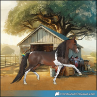 Horse Color:Bay Tobiano