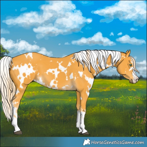 Horse Color:White Spotted Palomino